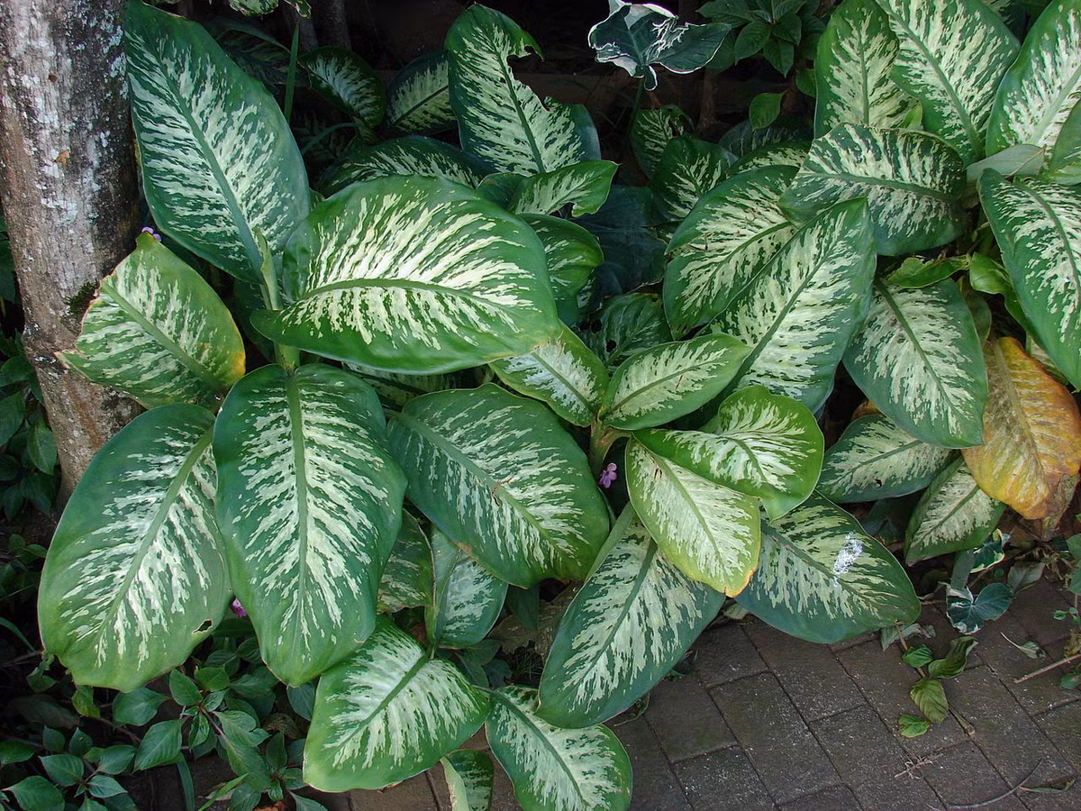 Cây môn trường sinh (Dieffenbachia seguine) là loài cây có nguồn gốc từ rừng nhiệt đới châu Mỹ, đã được lai tạo thành nhiều giống khác nhau để trồng trong nhà. Độc tố của cây này có thể gây ra hiện tượng sưng và đau nhức ở con người.