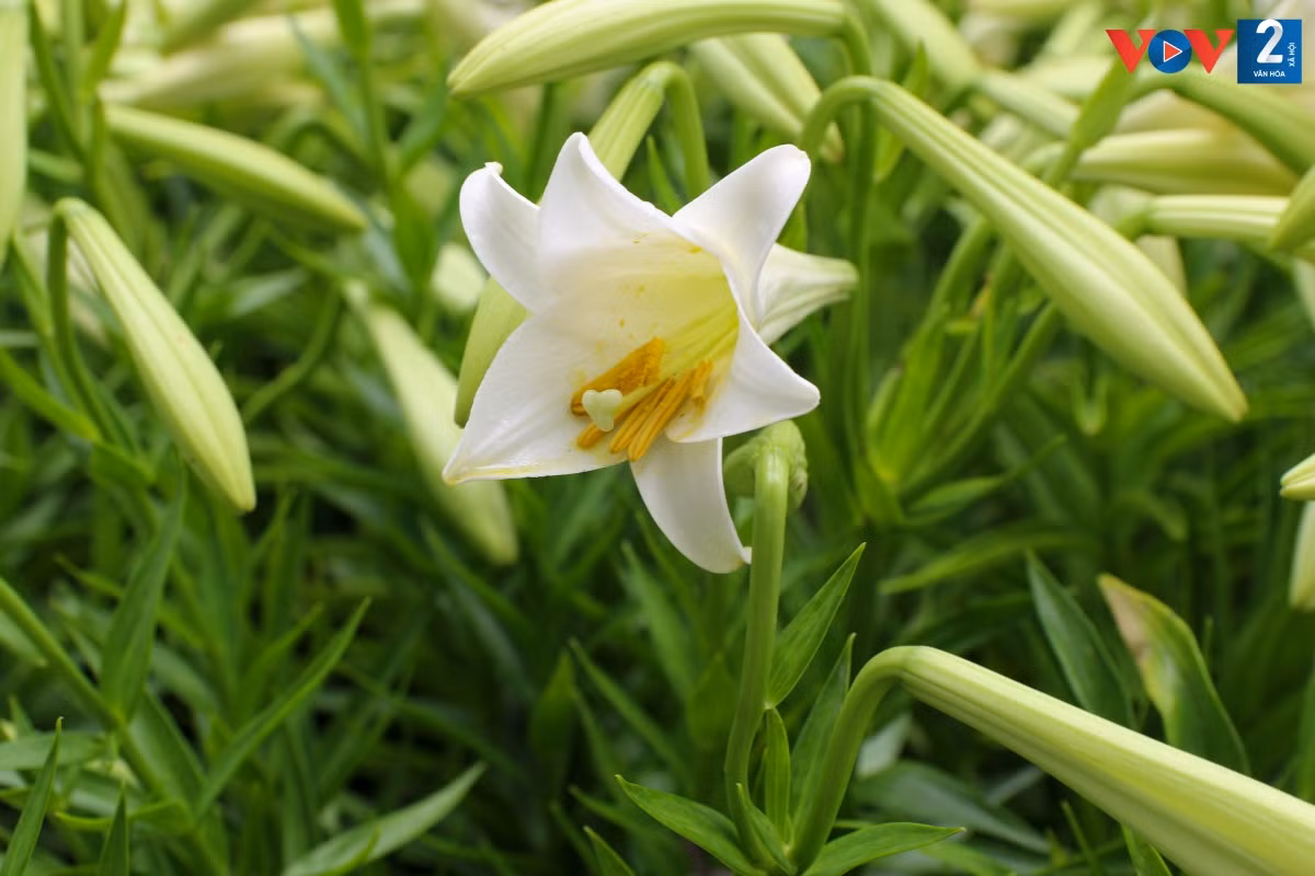 Cây hoa loa kèn (Lilium candidum) có nguồn gốc từ vùng Đông Địa Trung Hải, ngày nay là cây hoa được yêu thích trên toàn thế giới do vẻ duyên dáng và hương thơm quyến rũ.