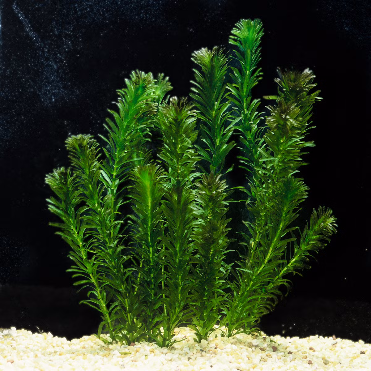 Rong đuôi chồn (Egeria densa) cũng là một cây cảnh dành cho bể cá thông dụng. Là cây bản địa ở Đông Nam Brazil, loài thực vật thủy sinh này phát triển mạnh ở nhiều khu vực ôn đới trên thế giới, gây ra hiện tượng tắc nghẽn dòng chảy.