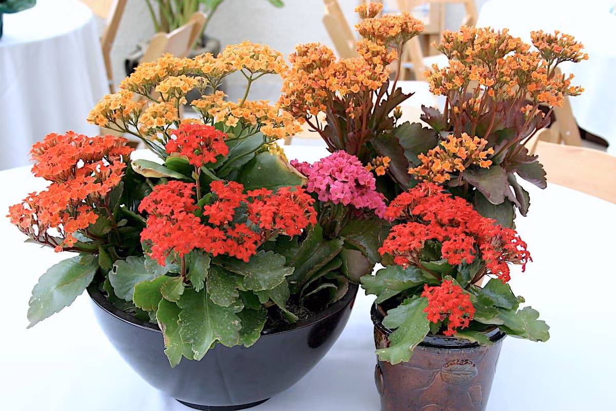 Cây thuốc bỏng hay cây sống đời (Kalanchoe blossfeldiana) có quê hương là các vùng khô hạn ở Madagascar. Các giống nhân tạo của loài cây này có nhiều màu sắc hoa khác nhau.
