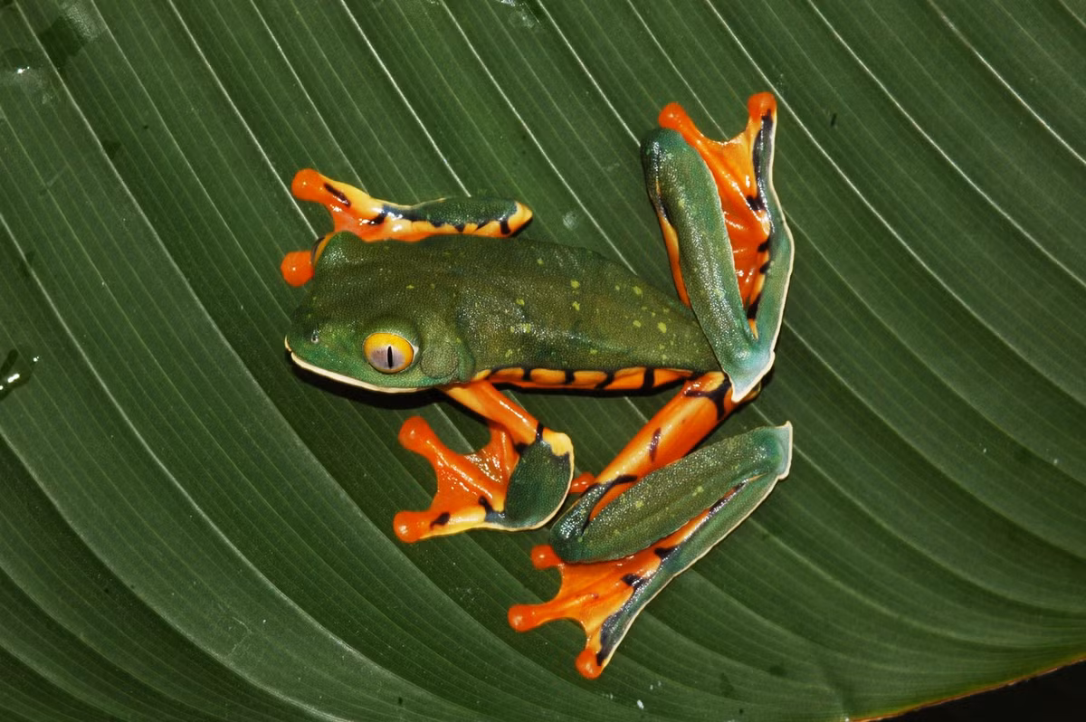 Nhái lá liệng (Cruziohyla calcarifer) dài 5-9 cm, phân bố ở Trung Mỹ và Nam Mỹ. Loài nhái bén này sống trên cây, có thể liệng từ cây này sang cây khác bằng cách dùng màng chân xòe rộng như dù lượn.