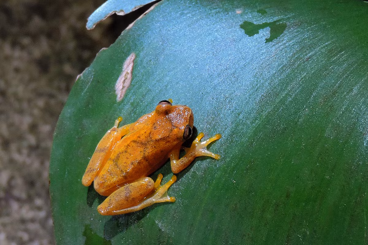 Nhái đầu nhỏ (Dendropsophus microcephalus) dài 2-3 cm, phân bố ở Trung Mỹ, Nam Mỹ và Trinidad. Loài này sinh sản trong các vũng nước. Chúng có màu vàng vào ban ngày và nâu đỏ vào ban đêm.