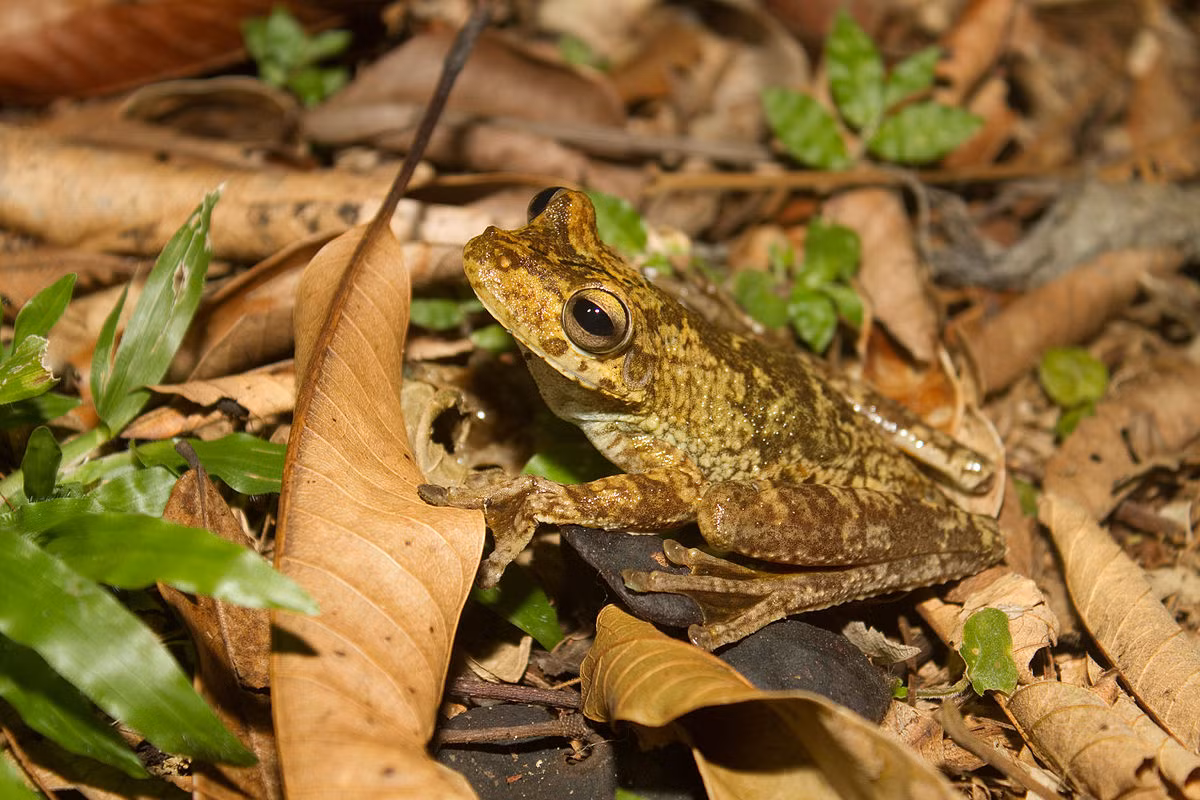 Nhái đấu sĩ Rosenberg (Hypsiboas rosenbergi) dài 5-8 cm, sống ở Trung và Nam Mỹ. Con đực của loài này đào những vũng nước trên mặt đất ẩm để con cái đẻ trứng. Chúng quyết liệt bảo vệ trứng khỏi sự đe dọa của kẻ thù và sẵn sàng đánh nhau đến chết.