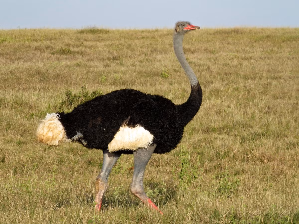 Đà điểu Somali (Struthio camelus molydophanes) là một phân loài có kích cỡ tương đương của đà điểu châu Phi. Bị phân li khỏi các quần thể đà điều châu Phi khác với thung lũng Giãn tách Lớn, đôi khi chúng được phân loại như một loài riêng. Điểm phân biệt với đà điểu châu Phi là phần da cổ màu xám. Ảnh: eBird.