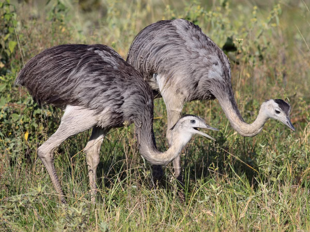 Đà điểu Nam Mỹ lớn (Rhea americana) cao 1,3-1,4 mét, sinh sống ở vùng trung tâm Nam Mỹ. Loài chim này không có mối quan hệ theo cặp. Các con trống cùng chăm sóc một ổ trứng lớn do nhiều con mái đẻ ra. Chúng xòe cánh khi chạy. Ảnh: eBird.