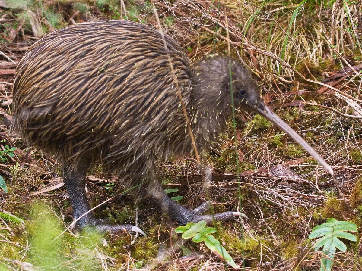 Chim kiwi đảo Nam (Apteryx australis) dài 65-70 cm, là họ hàng ở đảo Nam của chim kiwi đảo Bắc. Chúng có màu sáng hơn loài kia và chỉ được công nhận là một loài riêng sau khi phân tích ADN. Ảnh: eBird.