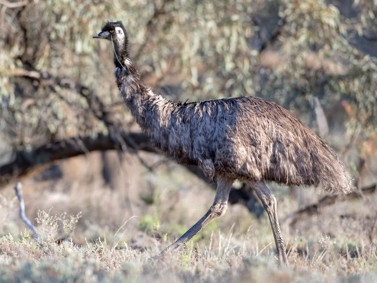 Đà điểu emu (Dromaius novaehollandiae) cao 1,7-2,1 mét, sống ở các đồng cỏ trên khắp lục địa Australia. Các con con của loài chim này có sọc ngụy trang. Ảnh: eBird.