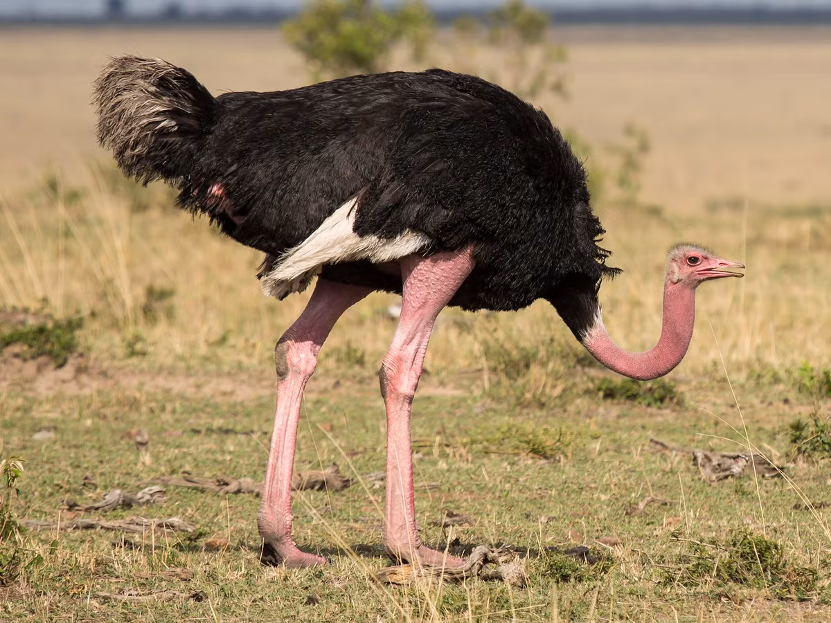 Đà điểu châu Phi (Struthio camelus) cao 1,7-2,7 mét, là loài chim chạy sống ở các xavan và vùng bán sa mạc châu Phi. Các cá thể trống của loài chim lớn nhất thế giới này giao phối với một vài con mái. Ảnh: eBird.
