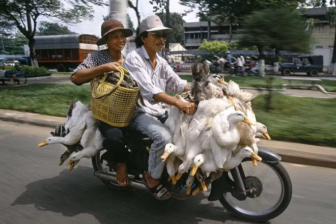 Hai vợ chồng chạy Honda Cub chở theo một tá vịt.