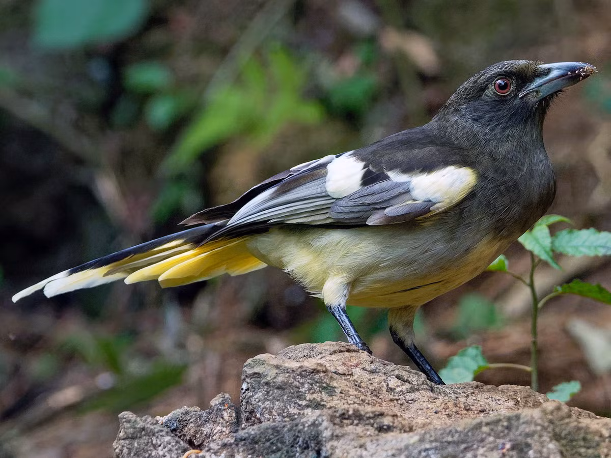 Chim giẻ cùi vàng (Urocissa whiteheadi) dài 45-56 cm, là loài định cư tương đối phổ biến, phân bố tại các vùng Tây Bắc, Đông Bắc, Bắc và Bắc Trung Bộ (VQG Cúc Phương, Bạch Mã). Loài này sống ở rừng lá rộng thường xanh, bìa rừng, rừng thứ sinh.