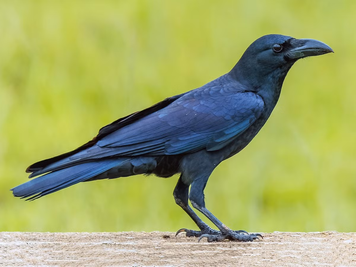 Chim quạ đen (Corvus macrorhynchos) dài 47-50 cm, là loài định cư không phổ biến đến tương đối phổ biến trong cả nước. Loài quạ điển hình này sống trong các khu vực rừng, đất có cây gỗ trống trải, khu canh tác, thành thị, rừng ngập mặn.