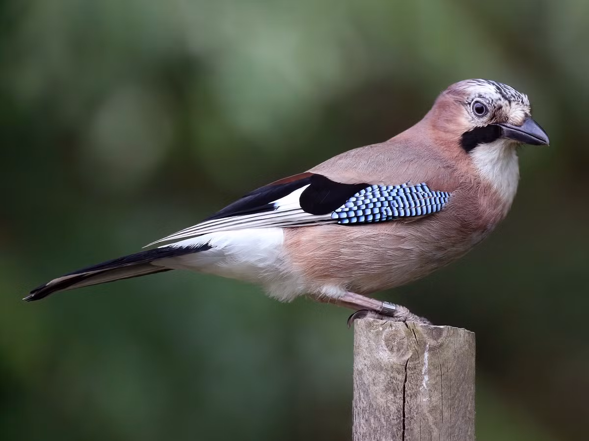 Chim quạ thông (Garrulus glandarius) dài 31-34 cm, là loài định cư hiếm tại Đông Bắc, phổ biến tại Nam Trung Bộ và Nam Bộ (dễ gặp tại VQG Chư Yang Sin, Bidoup Núi Bà, khu vực Đà Lạt). Loài chim họ Quạ này sống ở rừng lá rộng thường xanh nơi trống trải, rừng hỗn giao lá rộng thường xanh, rừng thông và rừng rụng lá.