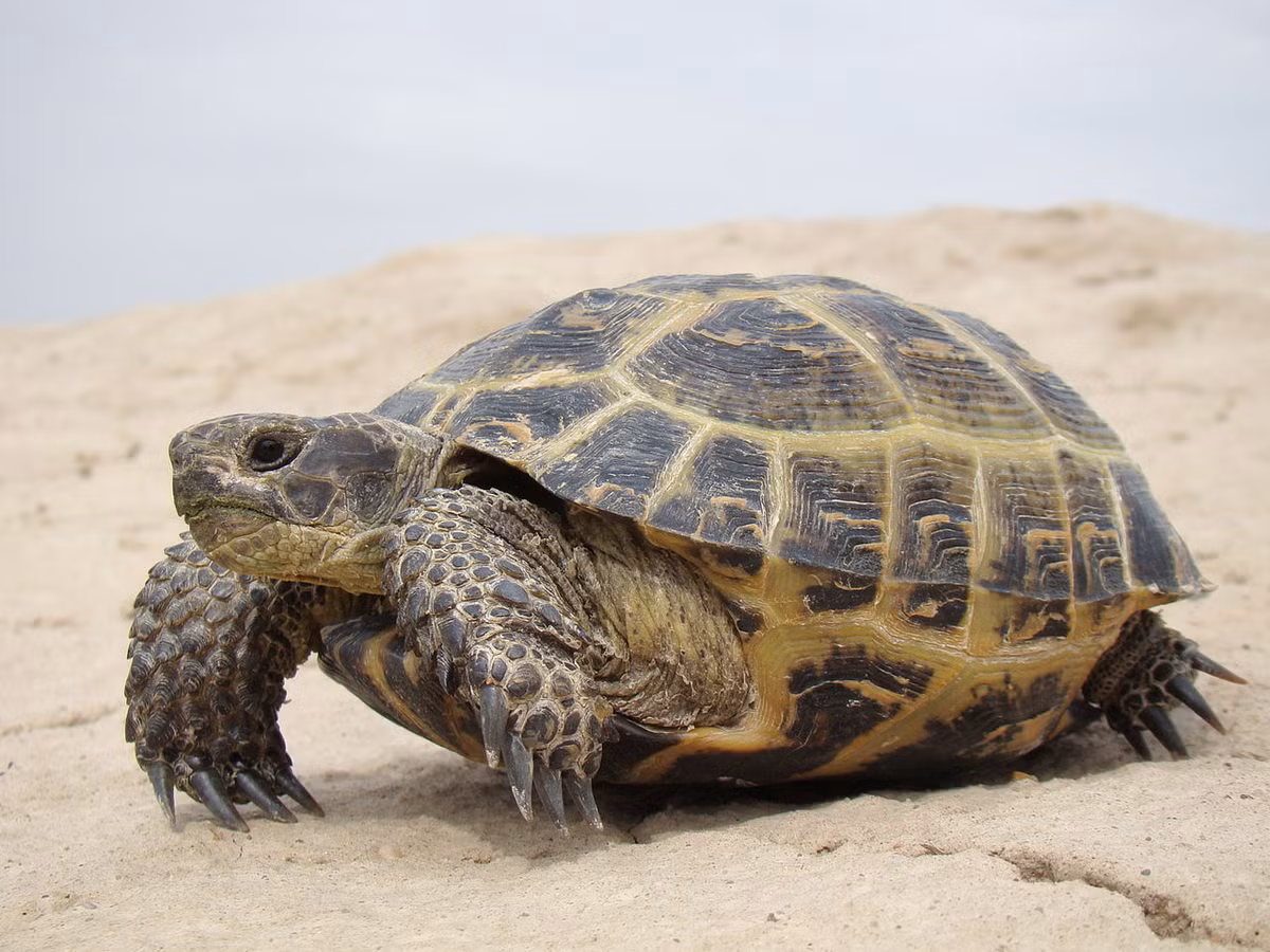 Rùa thảo nguyên (Testudo horsfieldii) dài 28 cm, sống ở các hoang mạc và thảo nguyên khô cằn ở Trung Á. Ban ngày chúng ẩn trong hang để tránh nóng, khi thời tiết mát hơn mới mò ra ngoài ăn thực vật.