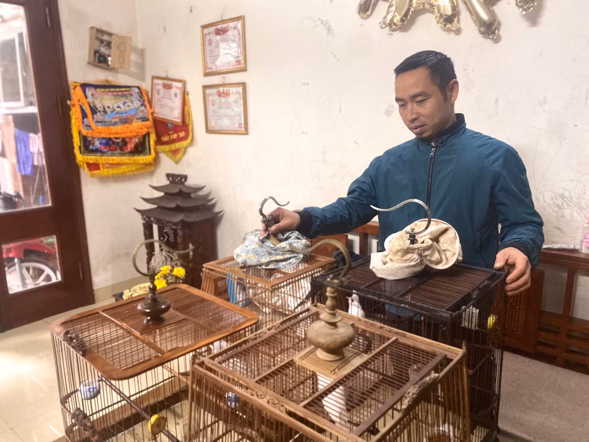 Những con chim chất lượng nhất tại trại sẽ được anh Huy mang về nhà để trực tiếp chăm nuôi và huấn luyện để tham gia các giải chim chào mào đấu hót.