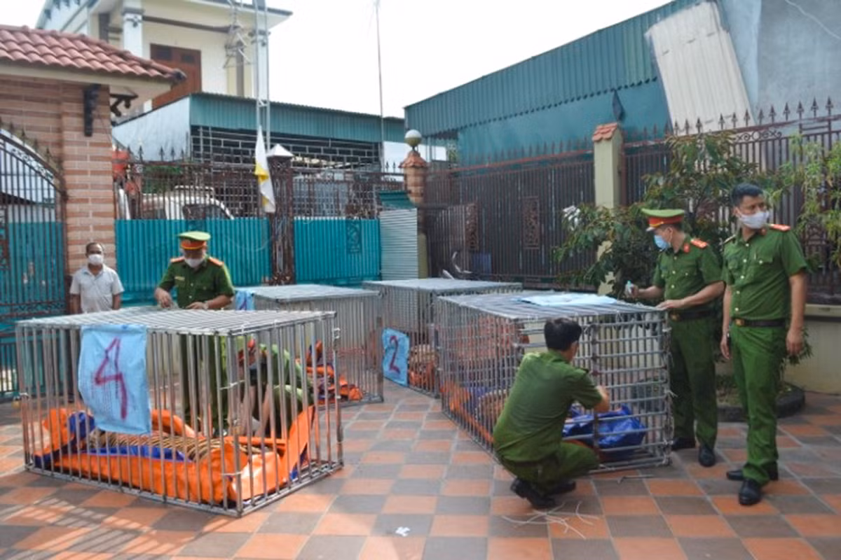 Đầu tháng 8/2021, Công an tỉnh Nghệ An phát hiện 17 cá thể hổ Đông Dương (mỗi con nặng 200-265 kg) bị nuôi nhốt trái phép tại nhà hai hộ dân ở xã Đô Thành, huyện Yên Thành.
