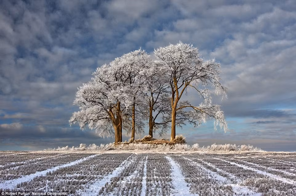 Cánh đồng trở nên thơ mộng với màn tuyết mỏng bao phủ ở Stirlingshire, Scotland.