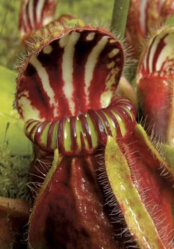  Cephalotus là một cây nắp ấm nhỏ ăn thịt. Nó là một nhỏ, tăng trưởng chậm, thuộc loài thân thảo. Lá xanh xuất hiện từ thân rễ ngầm, với toàn bộ một phiến lá, và nằm gần mặt đất. Lá nhỏ và có hình dáng giống chiếc bình. Thường lá có màu đỏ sẫm trong môi trường ánh sáng cao, màu xanh lá cây khi ở trong bóng râm.