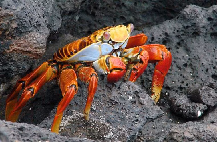  Cua Grapsus grapsus. Loài cua này có tốc độ cực nhanh, có khả năng di chuyển theo cả 4 hướng và có ngoại hình trong như ngoại hình 1 chú hề.