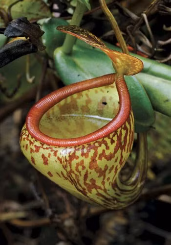  Nepenthes thường được gọi là cây nắp ấm nhiệt đới hoặc ly khỉ, là một loài cây ăn thịt trong gia đình Nepenthaceae đơn loài. Chúng sống chủ yếu từ Nam Trung Quốc, Indonesia, Malaysia và Philippines; về phía tây tới Madagascar và Seychelles, Australia và New Caledonia, Ấn Độ và Sri Lanka. Nhiều loài là cây, ẩm, vùng đất thấp nóng, nhưng phần lớn là thực vật núi vùng nhiệt đới, nhận được ngày ấm áp nhưng mát lạnh, ẩm ướt đêm quanh năm. Tên "ly khỉ" là do khỉ thường uống nước từ chiếc “bình” của cây này.
