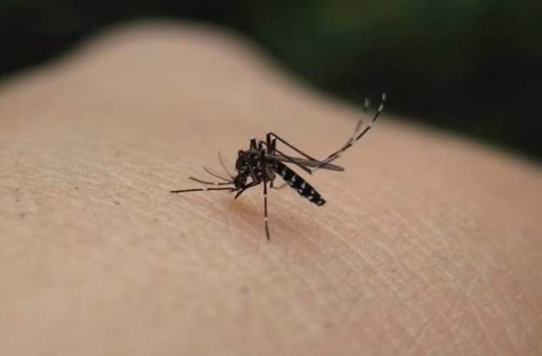  Muỗi cái. Bản chất việc muỗi đốt không gây ra nguy hiểm, nhưng những căn bệnh mà nó mang theo và lây truyền khi đốt người mới thực sự là thàm họa. Ví dụ căn bệnh sốt rét mà tác nhân truyền bệnh là muỗi đã khiến hơn 3 triệu người mất mạng/năm.
