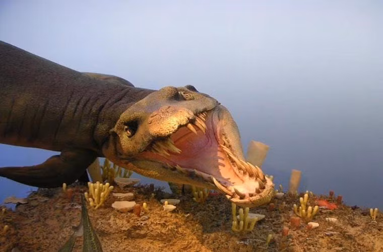  Dakosaurus là loài quái thú được phát hiện lần đầu tại Đức. Nó cũng là loài ăn thịt kinh hoàng nhất trên biển trong kỷ Juras. Loài này trông khá giống cá sấu hiện đại. Nó có thể đạt chiều dài tới 5m và có hàm răng vô cùng sắc nhọn.