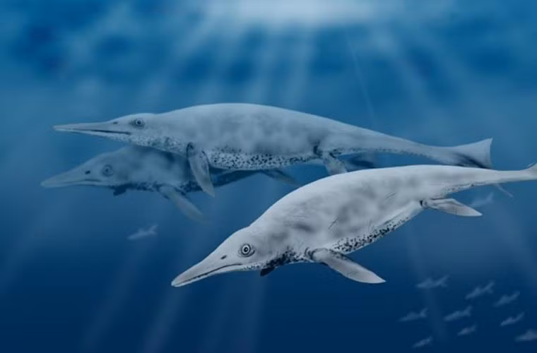  Shastasaurus-hay còn gọi là lằn thằn cá, là loài ăn thịt biển có bề ngoài khá giống với cá voi hiện nay. Loài quái vật biển này đạt kích thước khổng lồ với chiều dài lên tới 20 m, dài hơn bất cứ một con vật ăn thịt nào, vào kỷ Trias, cách đây hơn 200 triệu năm. Thức ăn của chúng chủ yếu là cá.