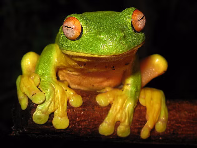 Ếch mắt đỏ tại Úc (Litoria chloris) là kẻ thù không đội trời chung với HIV, chúng tiết ra chất peptide có thể tấn công và tiêu diệt virus HIV từ một tế bào bị nhiễm bệnh.