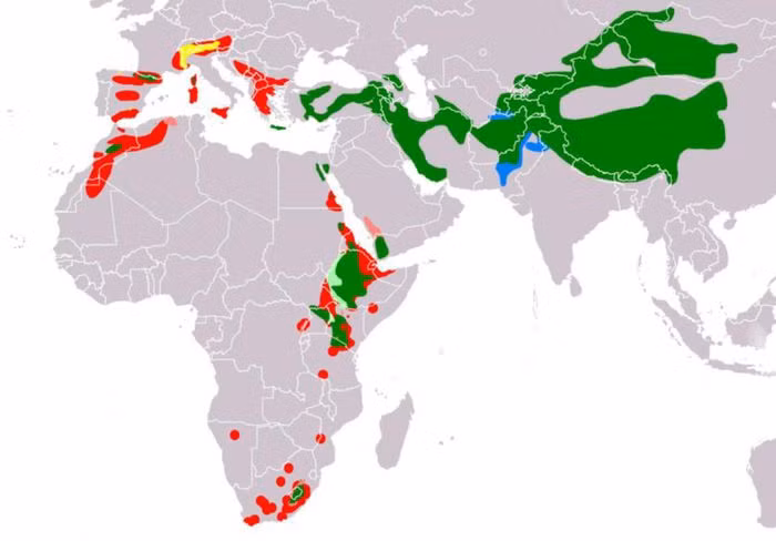 Loài chim này sống và sinh sản trên các vách đá cheo leo ở vùng núi cao ở Nam Âu, Caucasus,Châu Phi và Tây tạng 