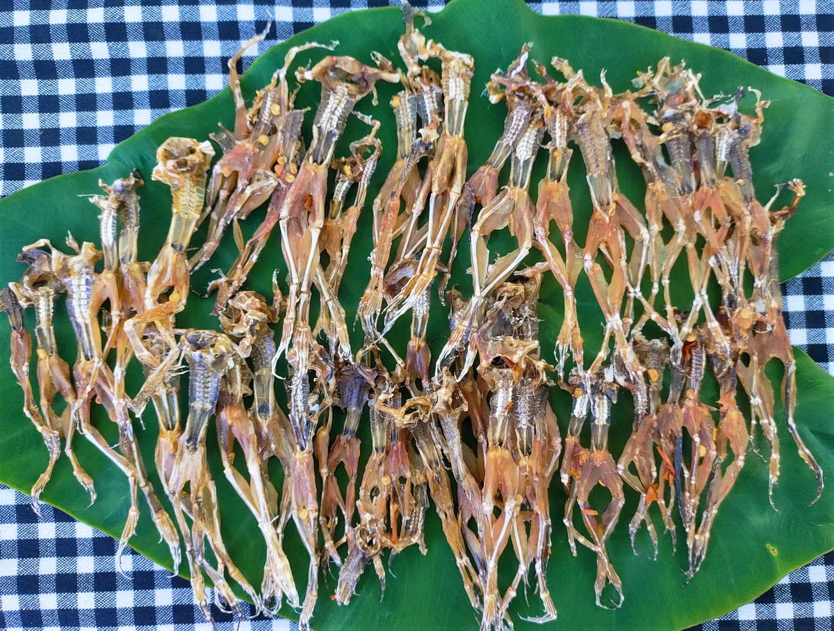 Tại nhiều địa phương ở Việt Nam, nhái/ngóe được săn bắt để làm thực phẩm. Chúng có thể được chế biến thành nhiều món hấp dẫn như chả nhái, canh thịt nhái, nhái ôm măng, khô nhái... Ảnh: Hòa hội Đặc sản miền Tây.