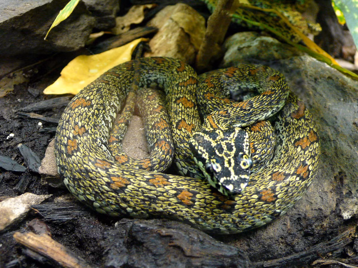 Rắn lục Jerdoni (Protobothrops jerdonii) dài 85-100 cm, được ghi nhận ở các khu rừng thường xanh trên dãy núi Hoàng Liên Sơn. Loài rắn này có những chiếc vảy màu vàng rực rỡ được xắp xếp tinh tế tạo thành những vòng hoa văn khép kín và nổi bật trên nền vảy đen nhánh. Ảnh: Wikipedia.