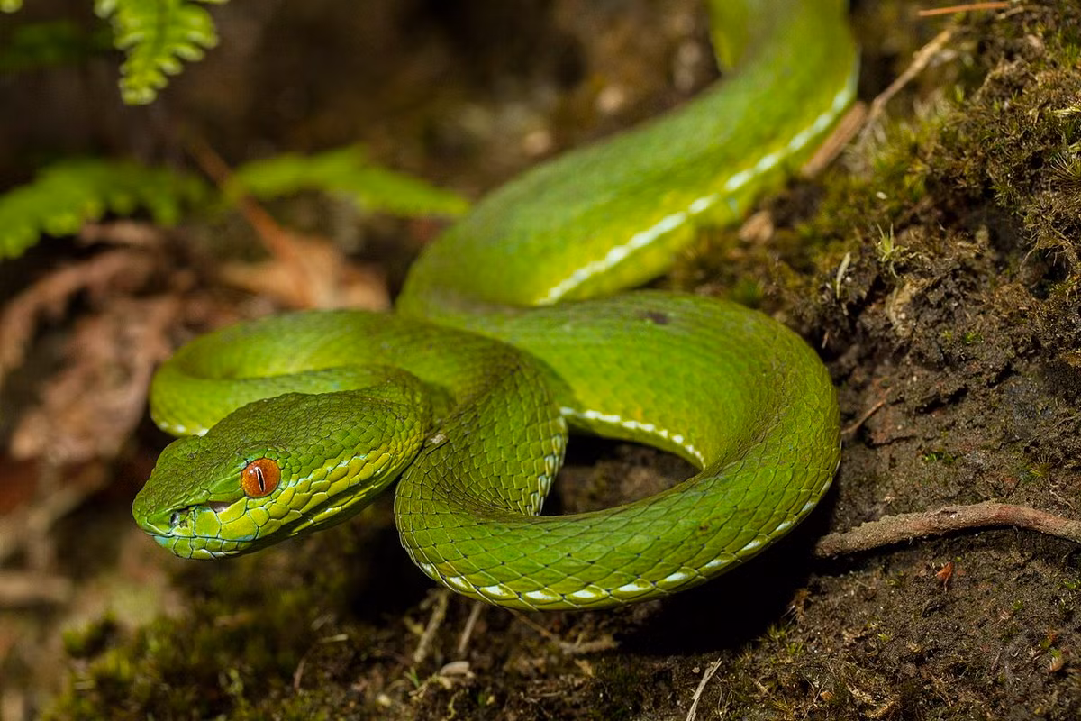 Rắn lục mắt đỏ (Trimeresurus stejnegeri) dài 75 cm, được ghi nhận từ khu vực miền núi phía Bắc đến Nam Trung Bộ và Tây Nguyên. Loài rắn rất độc này có đôi mắt đỏ nổi bật trên nền da xanh lá. Ảnh: Wikipedia.