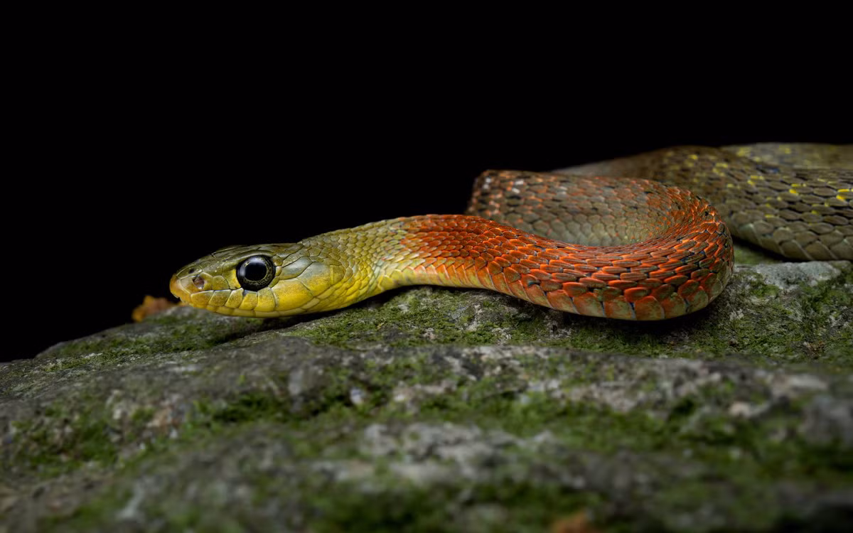 Rắn hoa cổ đỏ (Rhabdophis subminiatus) dài 1,3 mét, được ghi nhận trên khắp cả nước. Vào mùa sinh sản, phần cổ của các con đực thuộc loài rắn này có màu đỏ rực nhằm thu hút bạn tình. Ảnh: Hong Kong Snakes.