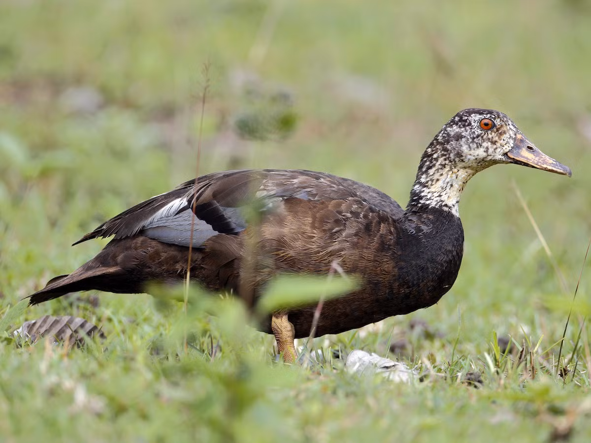  Ngan cánh trắng (Cairina scutulata). Kích thước: Dài 61-81 cm. Khu vực phân bố: Trung bộ và Nam bộ. Tình trạng bảo tồn: Nguy cấp (Sách Đỏ IUCN); Rất nguy cấp (Sách Đỏ Việt Nam).