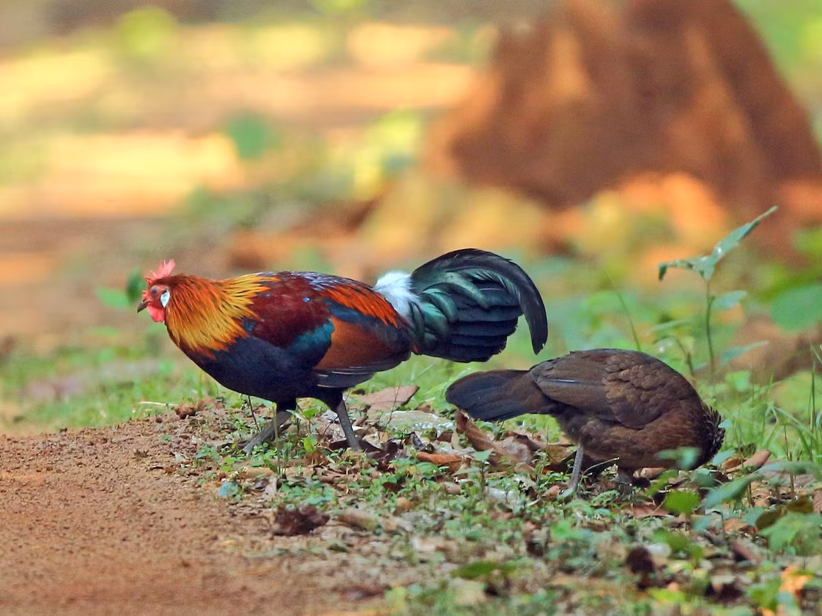 Gà rừng (Gallus gallus). Kích thước: Dài 65-78 cm. Khu vực phân bố: Khắp cả nước. Tình trạng bảo tồn: Ít quan tâm (Sách Đỏ IUCN).