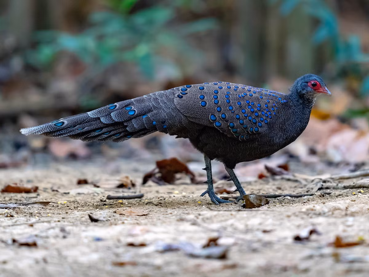  Gà tiền mặt đỏ (Polyplectron germaini). Kích thước: Dài 56-60 cm. Khu vực phân bố: Trung, Nam Trung Bộ và Nam Bộ (dễ quan sát tại VQG Cát Tiên). Tình trạng bảo tồn: Sắp bị đe dọa (Sách Đỏ IUCN); Sẽ nguy cấp (Sách Đỏ Việt Nam); IIB-NĐ06/2019.
