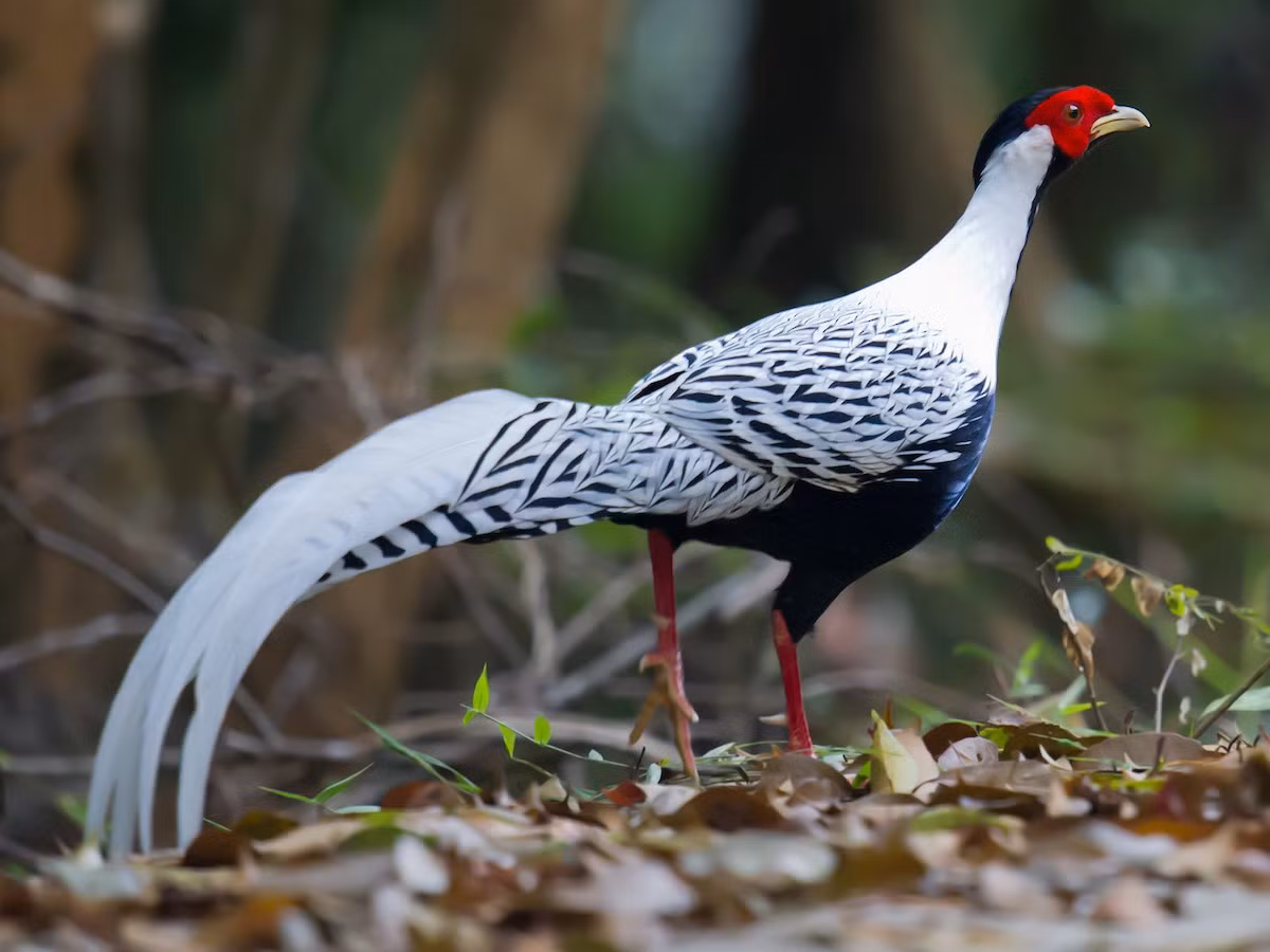  Gà lôi trắng (Lophura nycthemera). Kích thước: Dài 70-125 cm. Khu vực phân bố: Từ Bắc Bộ đến Nam Trung Bộ. Tình trạng bảo tồn: Ít quan tâm (Sách Đỏ IUCN); Ít nguy cấp (Sách Đỏ Việt Nam); IB-NĐ06/2019.
