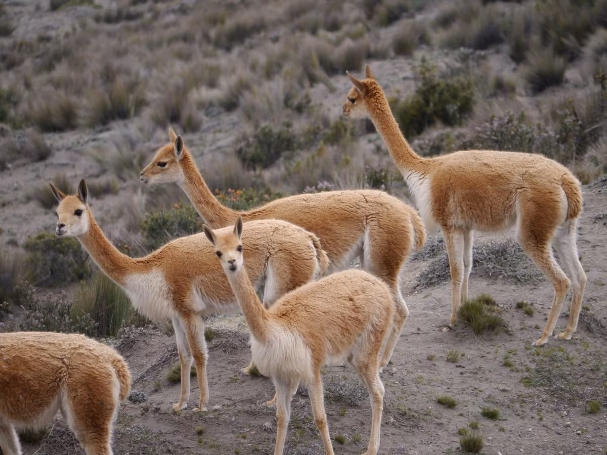 Loài lạc đà hoang này được đánh giá là thanh nhã và duyên dáng hơn lạc đà Guanaco. Hình ảnh của chúng hiện diện trên quốc huy của Peru, nơi chúng được coi là loài thú biểu tượng quốc gia.