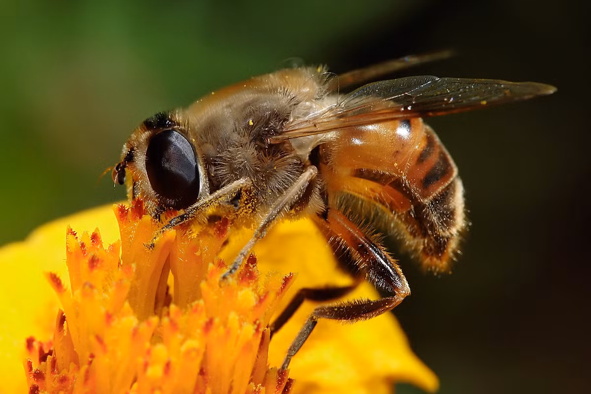 Ruồi ong mật (Eristalis tenax) dài 1,1-1,3 cm, phân bố ở châu Âu. Loài ruồi ăn phấn hoa này có vẻ ngoài rất giống ong mật. Ấu trùng của chúng sống trong các vũng nước tù đọng.