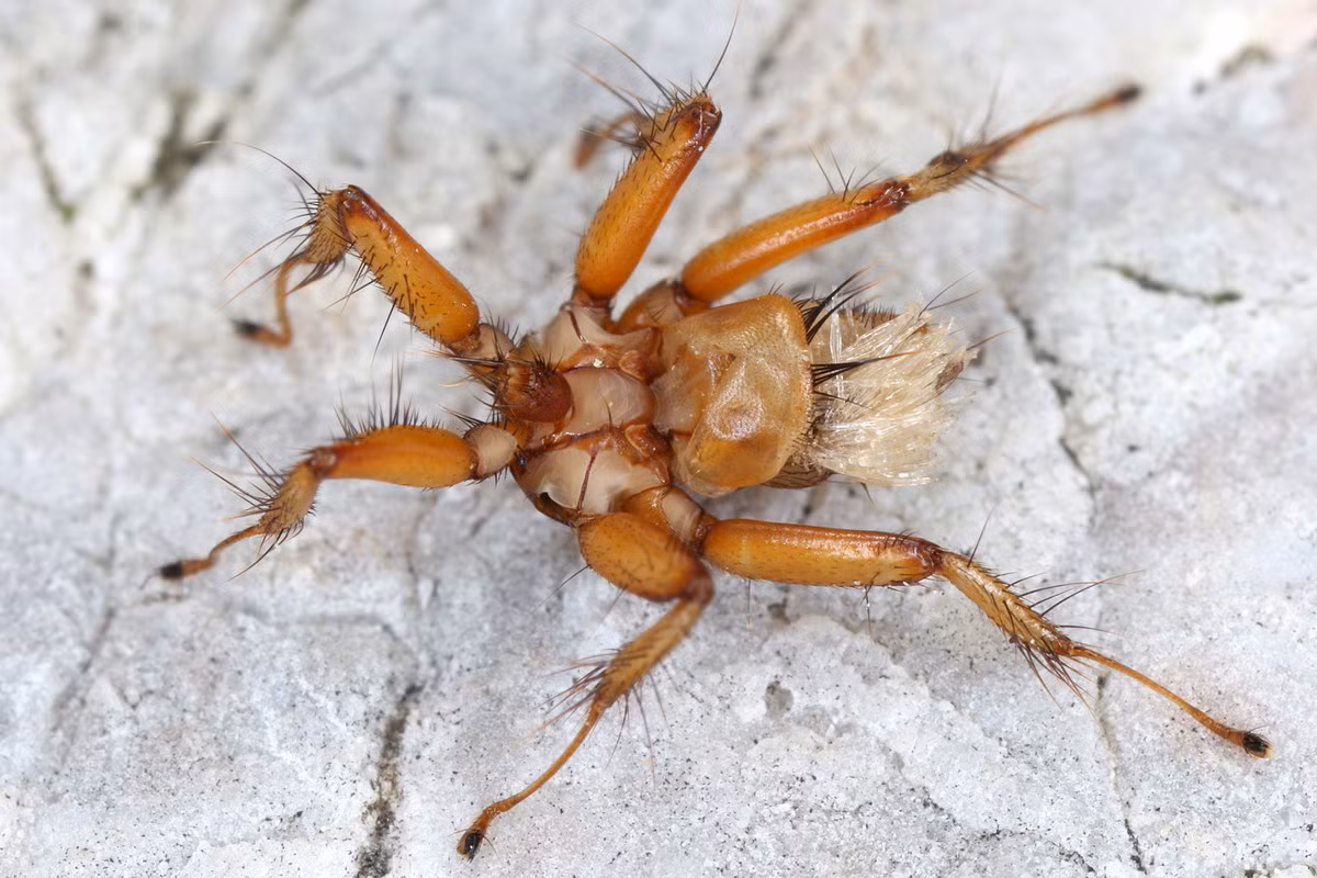 Ruồi Penicillidia fulvida dài 4 mm, phân bố rộng ở châu Phi hạ Sahara. Loài ruồi không cánh, trông như con nhện này sống bằng cách hút máu. Chúng là vật ký sinh trên nhiều loài dơi.