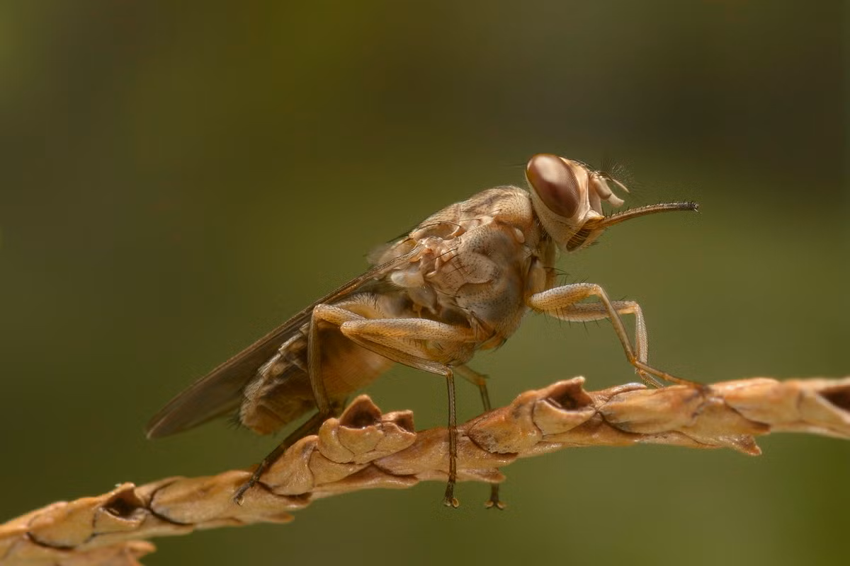 Ruồi Tsetse (Glossina morsitans) dài 0.9-1,4 mm, phân bố giới hạn ở một số khu vực của châu Phi. Đây là một trong những loài truyền ký sinh trùng trypanosome gây bệnh ngủ ở người.