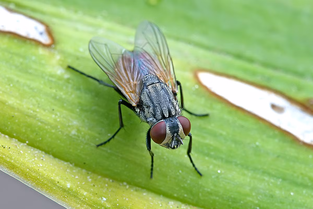 Ruồi nhà (Musca domestica) dài 8-1 mm, phân bố toàn cầu. Là loài ruồi phổ biến nhất gần nơi ở của con người, chúng có thể truyền một số sinh vật mang bệnh vào thức ăn.