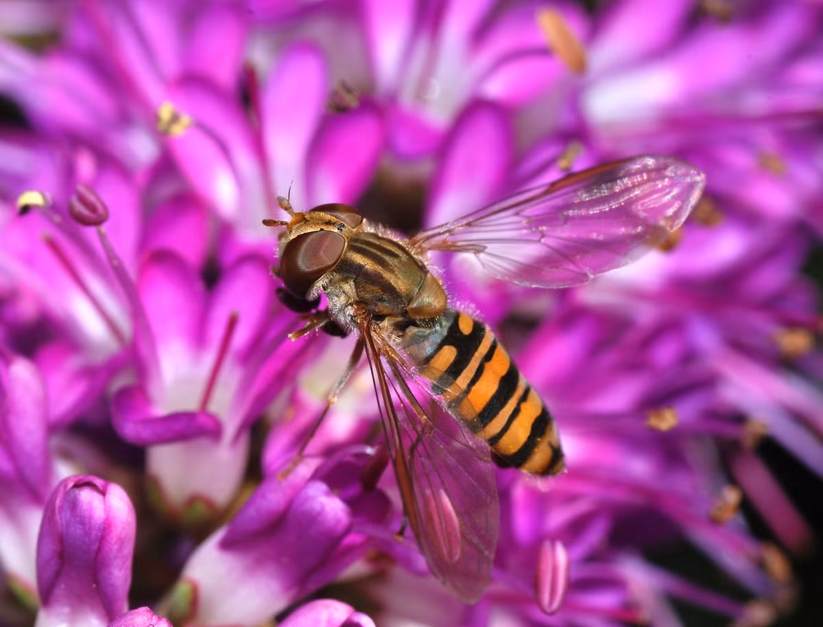 Ruồi giả ong mứt (Episyrphus balteatus) dài 0,9-1,2 cm, phổ biến ở châu Âu. Thường được nhìn thấy trong các khu vườn, loài ruồi này ăn phấn hoa và mật hoa. Ấu trùng của chúng ăn rệp.