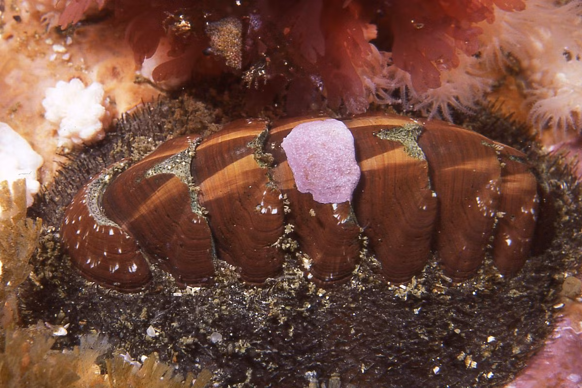 Song kinh lông vỏ đen (Chaetopleura papilio) dài 4-7 cm, sống dưới các tảng đá vùng bờ biển Nam Phi. Chúng được nhận dạng nhờ đai lông cứng với những mảnh vỏ nâu có sọc.