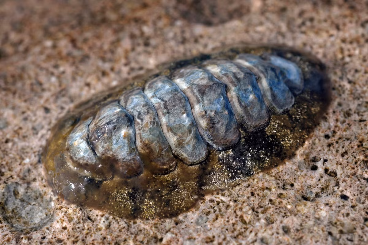 Song kinh lông tơ Caribbean (Acanthopleura granulata) dài 2-8 cm, cư trú ở khu vực Carribean. Loài song kinh có diềm gai nhọn này chịu được ánh sáng mặt trời và có thể sống ở những nơi cao như vùng gian triều.