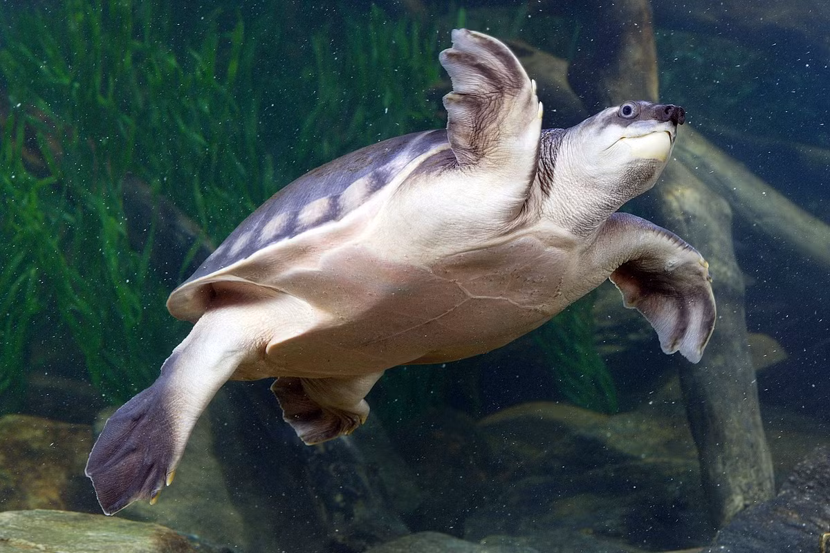 Rùa sông mũi lợn (Carettochelys insculpta) dài 70 cm, phân bố ở New Guinea và Bắc Australia. Đây là loài rùa nước ngọt duy nhất trên thế giới có chi biển đổi hoàn toàn thành "mái chèo" như rùa biển.