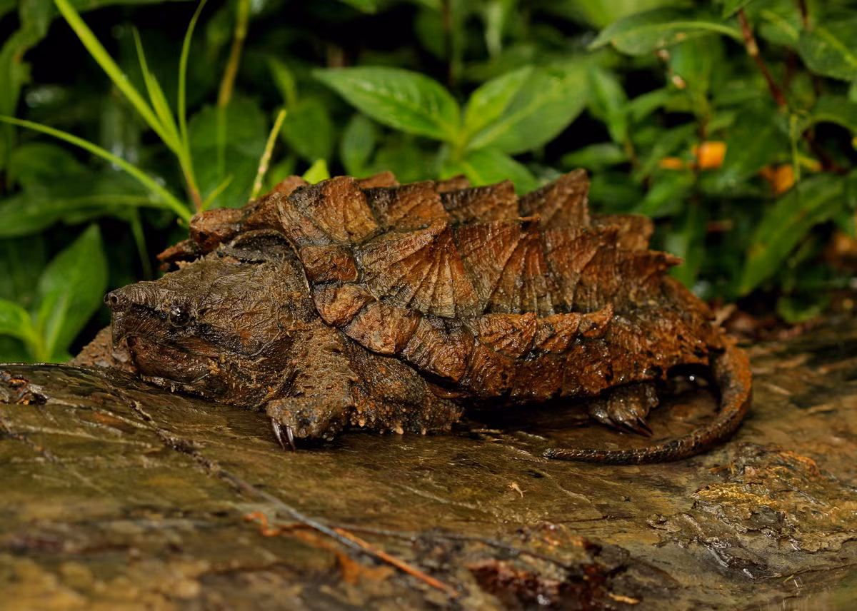 Rùa cá sấu lớn (Macrochelys temminckii) dài 80 cm, phân bố ở Bắc Mỹ. Mai của loài rùa nước ngọt to lớn này có ba hàng tấm sừng gồ lên. Chúng nằm dưới nước, dùng đầu lưỡi trông như con giun để nhử con mồi đến và đớp gọn.