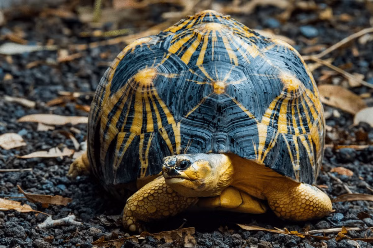 Rùa sao Ấn Độ (Geochelone elegans) dài 38 cm, phân bố ở những vùng khô hạn của Ấn Độ và Sri Lanka. Do mai có hoa văn được đánh giá là đẹp bậc nhất trong các loài rùa, rùa sao Ấn Độ đã được nhân nuôi để làm thú cưng ở nhiều nơi.