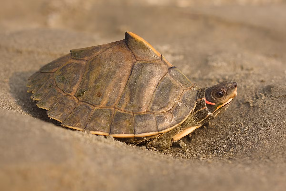 Rùa mái nhà Assam (Pangshura sylhetensis) dài 20 cm, được ghi nhận ở phía Đông Bangladesh và bang Assam của Ấn Độ. Loài rùa này được nhận biết dễ dàng nhờ phần đỉnh mai nhô cao có gai nổi bật.