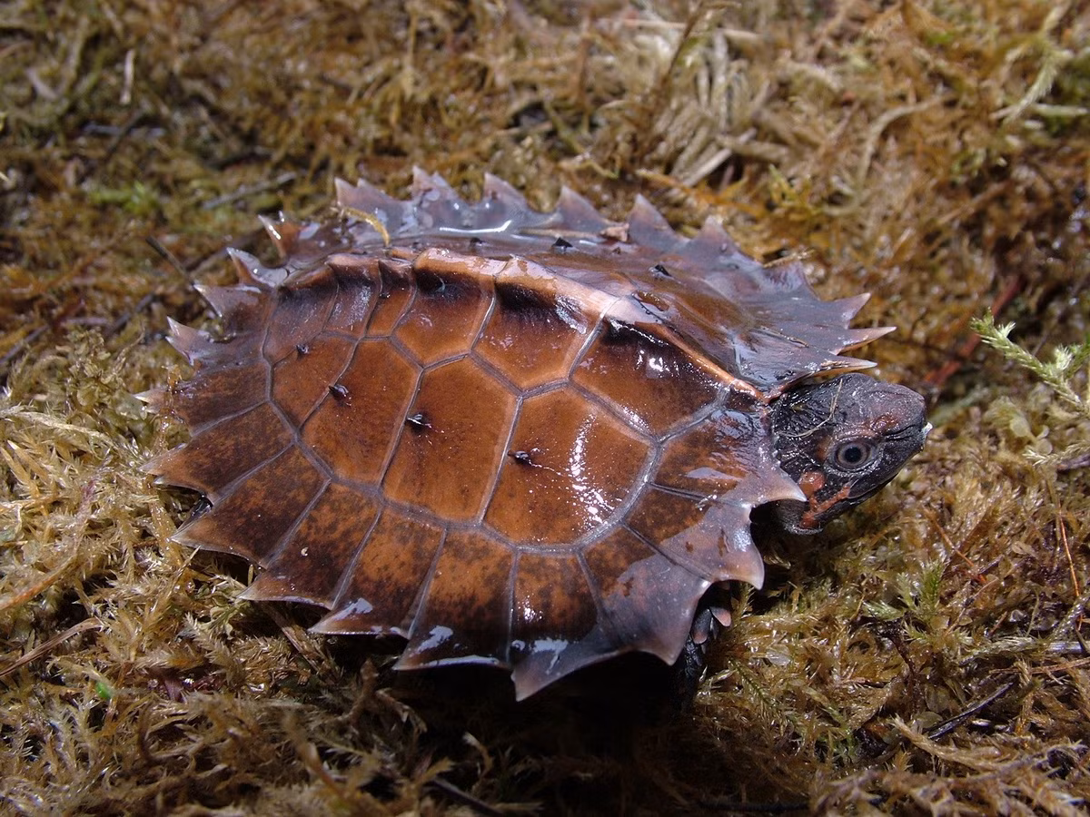 Rùa gai (Heosemys spinosa) dài 22 cm, là loài bản địa của Đông Nam Á. Khi còn non, cạnh bên mai của loài rùa này có các gai sắc nhọn, khiến chúng trở thành thứ "khó nuốt" với các loài săn mồi. Gai sẽ mất dần khi rùa trưởng thành.