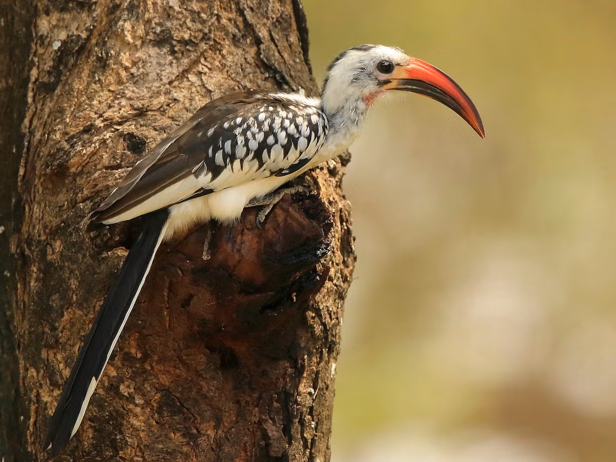 Niệc mỏ đỏ (Tockus erythrorhynchus) dài 42-45 cm, sinh sống ở các xavan và từng thưa từ Senegal tới Nam Phi. Chúng thuộc một chi gồm những loài chim săn mồi nhỏ, hầu hết có mỏ màu đỏ hay vàng.